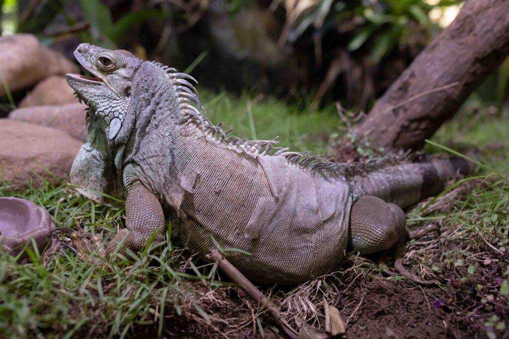 Alimentação assistida da Iguana